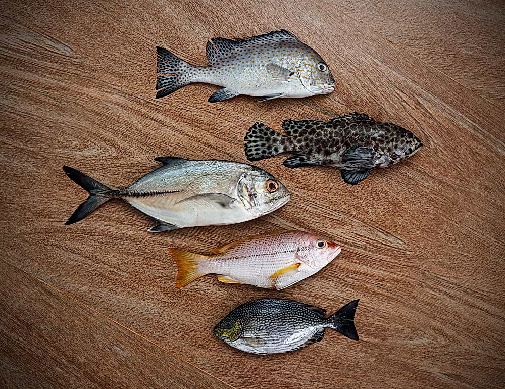 Photo of five types of fish